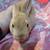 Bunnies!! Very little! 4 thumbnail