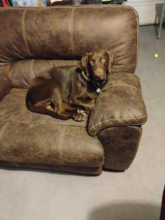 Free 7 month old Lab Doberman mix with cage. 1