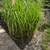 Grasses 2 thumbnail