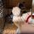 Silkie hatching eggs!! 6 thumbnail