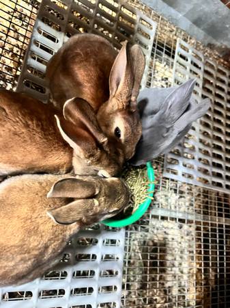 Rex Bunnies 1