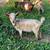 Nigerian Dwarf Herd 9 thumbnail
