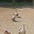 Farm Animals and Equipment 4 thumbnail