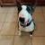 Bull terrier 1 thumbnail
