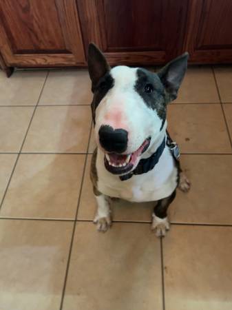 Bull terrier 1