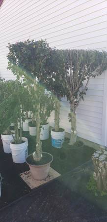 Yard sale photo