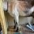 ADGA dairy goats and more 2 thumbnail