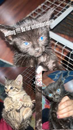 Black Baby kittens !!! 90 each 1