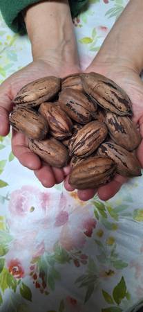 Grafted papershell pecans 1