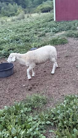 Katahdin sheep (ram) 1