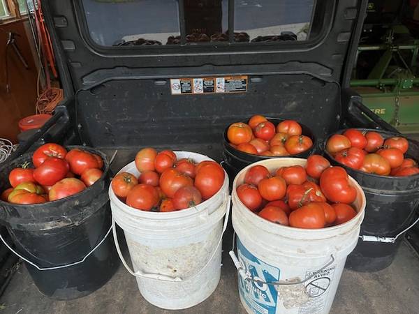 TOMATOES-CANNING/EATING 1