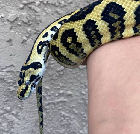 Carpet Python 1