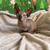 Sphynx kittens 5 thumbnail