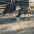 Proven pair of Emus ( 3 yrs old) 3 thumbnail
