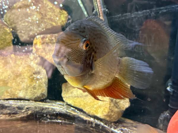 tropical fish (Elyria)63907874337411123