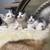 Kitten 1 thumbnail