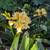 Clivia 13 thumbnail