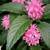Pink Crowned Flamingo Shrub (Evergreen) 3 thumbnail