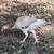 Asils Muffs Pullets Chickens 1 thumbnail