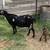 Dapple boer goats 2 thumbnail