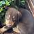 Aussie lab 1 thumbnail