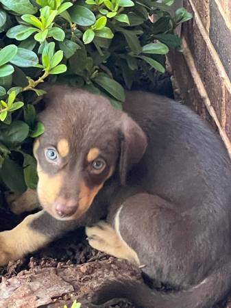 Aussie lab 1