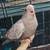 Cockatiels 2 thumbnail