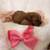 Mini goldendoodle 3 thumbnail