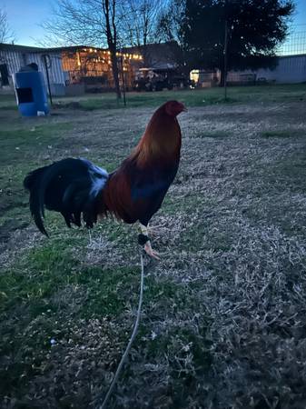 Yellow legged hatch rooster 1