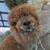Alpaca "Beans" or Donkey "Apples" (Manure/Fertilizer) for your garden! 6 thumbnail