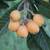 Sell me your pomegranates and/or loquats! 2 thumbnail
