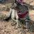 Pet care pampered pets 5 thumbnail