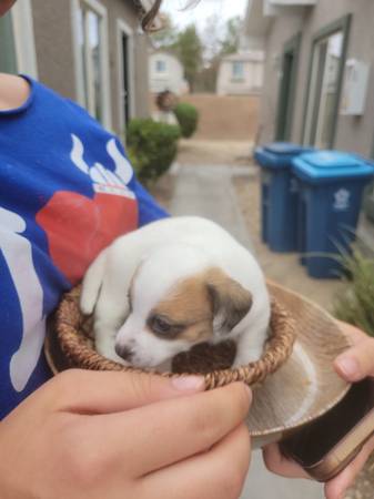 Pomeranian Chihuahua (Las Vegas)63860183776131121