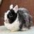 Netherland Dwarf Rabbit (female) 1 thumbnail
