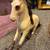 Our generation horse srable wth 3 horses and accessories 8 thumbnail