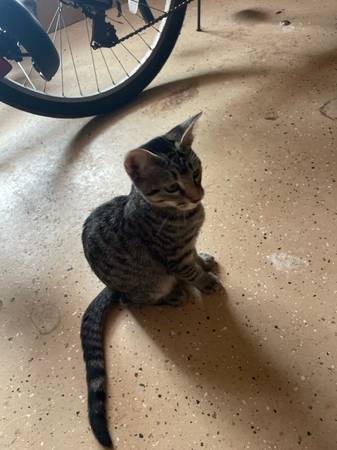 Gatita hembra gratuita (Newcastle)63670591347459124