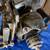 Vtg HOOVER / CRAFTSMAN 1hp TABLE SAW MOTOR WITH SPRING MOUNT 12 thumbnail