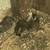 Finches 5 thumbnail
