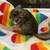 Young Chinchilla 3 thumbnail