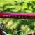 Bike Mongoose Crossway 250 red frame 17" alloy Shimano derail bicycle 1 thumbnail