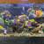 cichlid fish 5 thumbnail