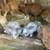 Feeder Pigs Pullets & Meat Rabbits 7 thumbnail