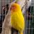 Lovebirds 3 thumbnail