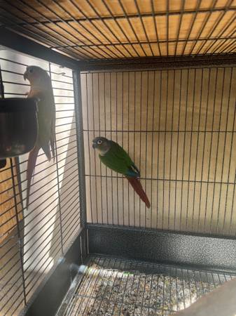 Proven Pairs - Conures (Northridge)63953679278466121