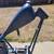 2004 Killer Choppers Rigid Custom Frame For Sale Or Trade 9 thumbnail