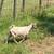 Goats for Sale 3 thumbnail