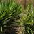 Low Maint. Plants/Plant Pots 1 thumbnail