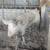Feeder Pigs Pullets & Meat Rabbits 3 thumbnail