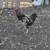 Free Young Roosters 1 thumbnail