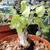 EcoGro's WEIRD PLANTS. SO WEIRD!  Beneficial Bugs Class...Free! 14 thumbnail